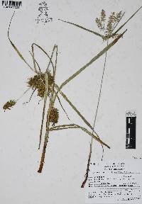 Cyperus hermaphroditus image