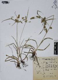 Cyperus hermaphroditus image