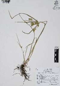 Cyperus hermaphroditus image