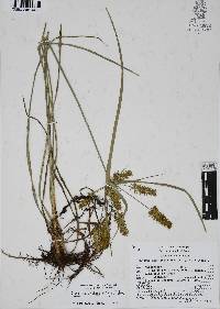 Cyperus hermaphroditus image