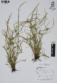 Cyperus humilis image