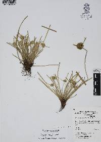 Cyperus humilis image