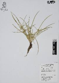 Cyperus humilis image