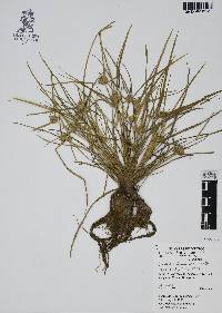 Cyperus humilis image