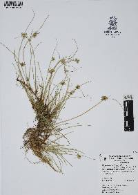 Cyperus laevigatus image