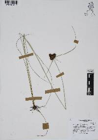 Cyperus manimae image