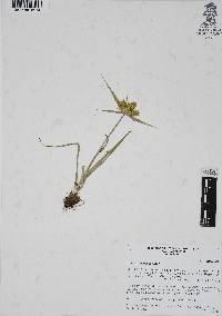 Cyperus manimae image
