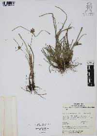 Cyperus pallidicolor image
