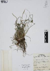 Cyperus pallidicolor image