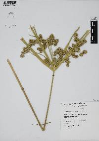 Cyperus pseudovegetus image