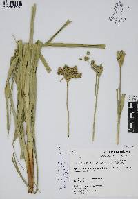 Cyperus pseudovegetus image
