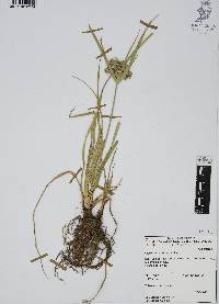 Cyperus pseudovegetus image