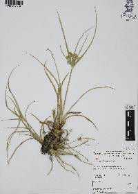 Cyperus pseudovegetus image