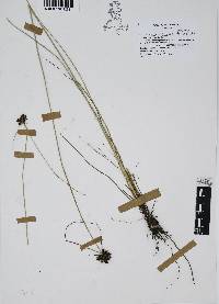 Cyperus sanguineo-ater image