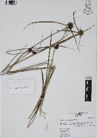 Cyperus sanguineo-ater image