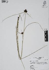 Cyperus sanguineo-ater image