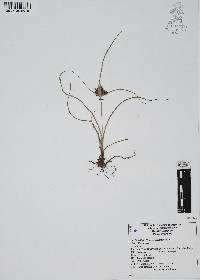 Cyperus spectabilis image