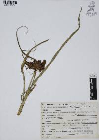 Cyperus spectabilis image