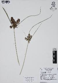 Cyperus spectabilis image