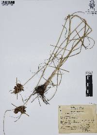 Cyperus spectabilis image