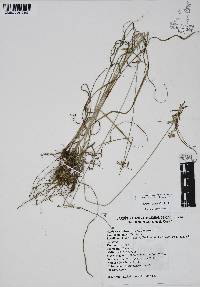 Cyperus spectabilis image