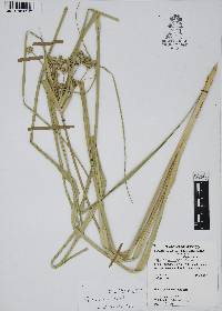 Cyperus virens image