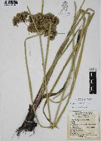 Cyperus virens image