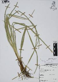Cyperus virens image