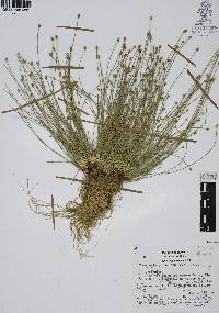 Eleocharis geniculata image