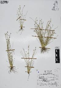 Eleocharis geniculata image