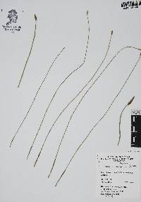 Eleocharis macrostachya image