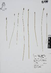 Eleocharis macrostachya image