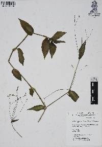 Gibasis geniculata image