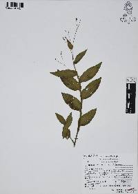 Gibasis geniculata image