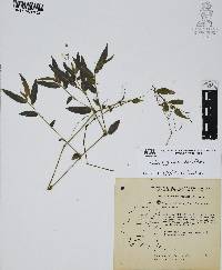 Gibasis geniculata image