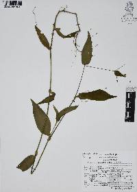 Gibasis geniculata image
