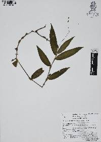 Gibasis geniculata image