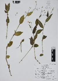 Gibasis geniculata image