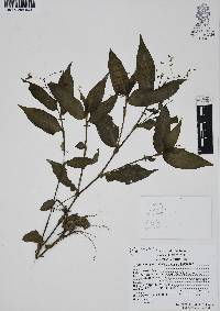 Gibasis geniculata image