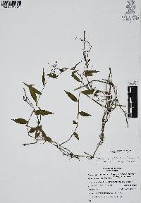 Gibasis geniculata image