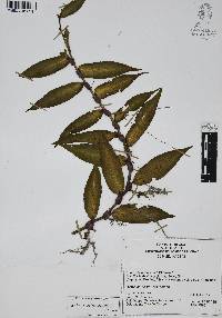 Gibasis pellucida image