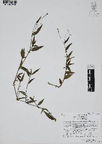 Gibasis pellucida image