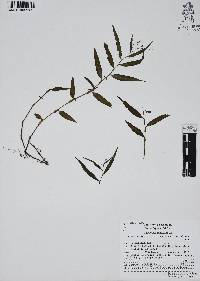 Gibasis pellucida image