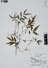 Gibasis pellucida image