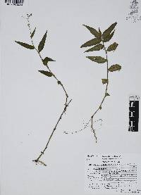 Gibasis pellucida image