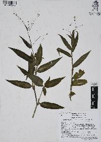 Gibasis pellucida image