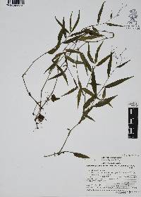 Gibasis pellucida image