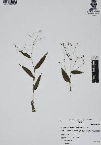 Gibasis pellucida image