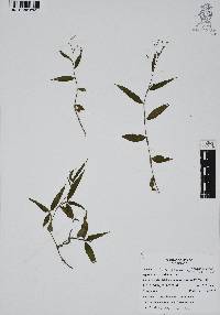 Gibasis pellucida image
