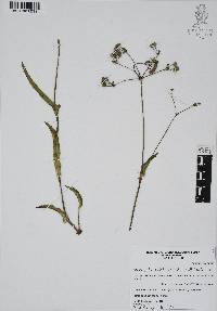 Gibasis pellucida image